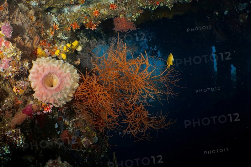 Orange Black coral (Antipathes dichotoma) in contrast to the dark underwater environment. Dive site wreck of the USAT Liberty, Tulamben, Bali, Indonesia