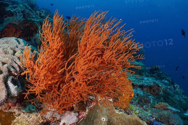A bright orange Black coral (Antipathes dichotoma) can be seen in the lively coral reef. Dive site SD, Nusa Ceningan, Nusa Penida, Bali, Indonesia