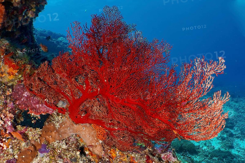 A lush red knotted fan (Melithaea ochracea) forms a lively contrast to the seabed. Dive site Crystal Bay, Nusa Ceningan, Nusa Penida, Bali, Indonesia