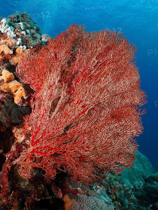 A large red knotted fan (Melithaea ochracea) spreads out in the clear blue water. Dive site SD, Nusa Ceningan, Nusa Penida, Bali, Indonesia