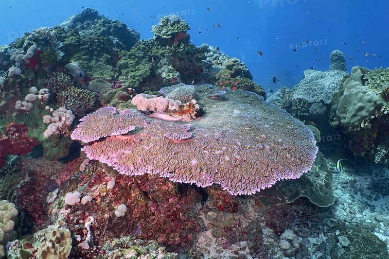 Diverse underwater reef with table coral (Acropora hyacinthus) . Dive site Toyapakeh, Nusa Ceningan, Nusa Penida, Bali, Indonesia
