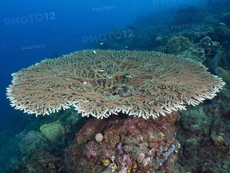 Hyacinth Table Coral (Acropora hyacinthus) presents itself on an underwater rock. Dive site Spice Reef, Penyapangan, Bali, Indonesia