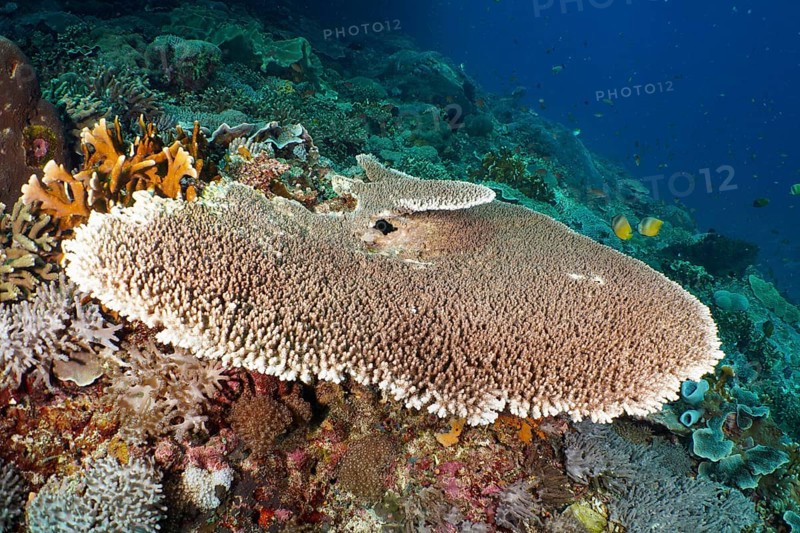 Hyacinth Table Coral (Acropora hyacinthus) with surrounding corals in a colourful reef. Dive site Toyapakeh, Nusa Ceningan, Nusa Penida, Bali, Indonesia