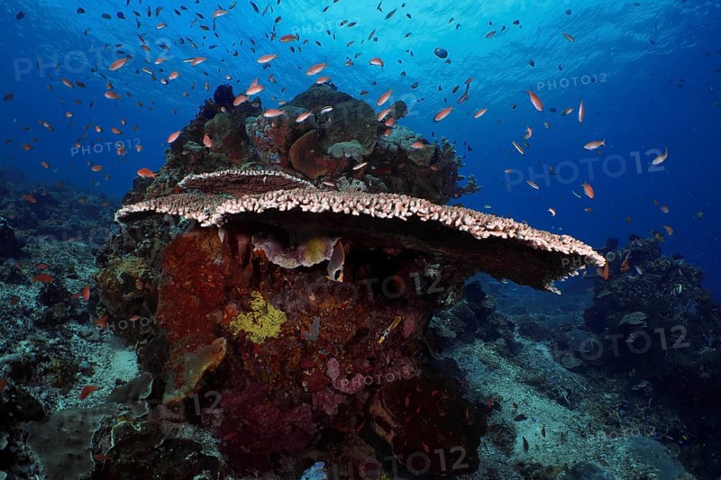 Lively underwater reef with table coral (Acropora hyacinthus) and colourful fish against a blue background. Dive site SD, Nusa Ceningan, Nusa Penida, Bali, Indonesia