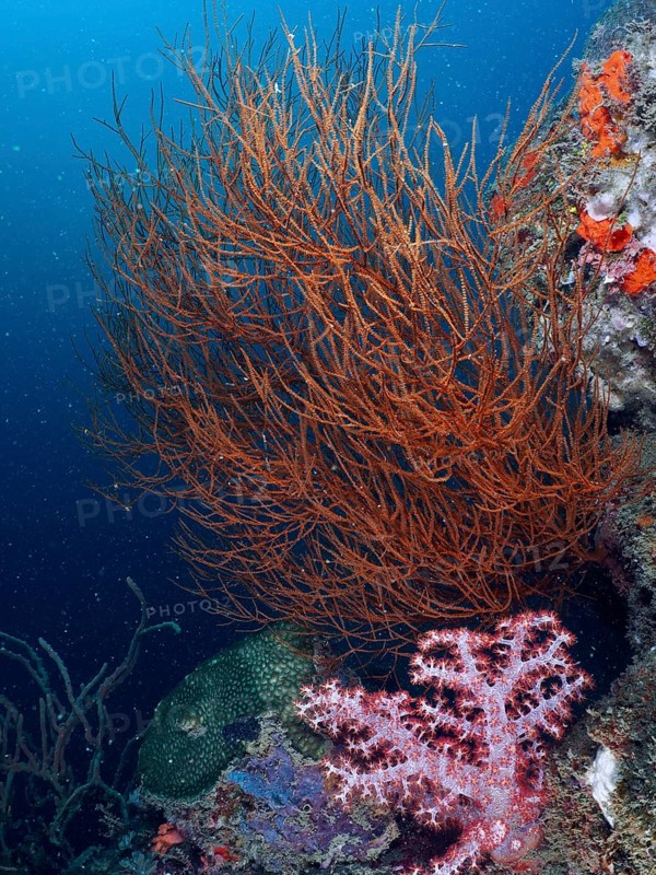 Colourful coral reef with Black coral (Antipathes dichotoma) and blue background in the sea. Dive site Pidada, Penyapangan, Bali, Indonesia