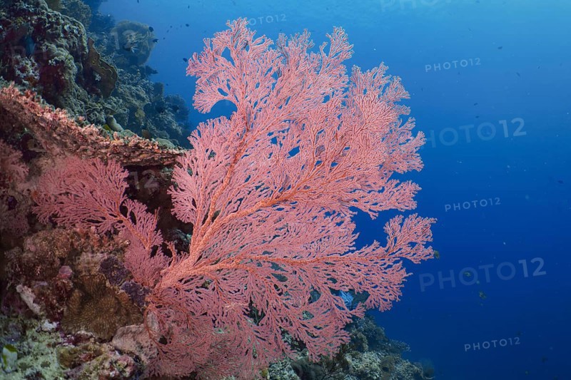Red knotted fan (Melithaea ochracea) stands out against the shimmering blue water. Dive site Coral Garden, Menjangan, Bali, Indonesia