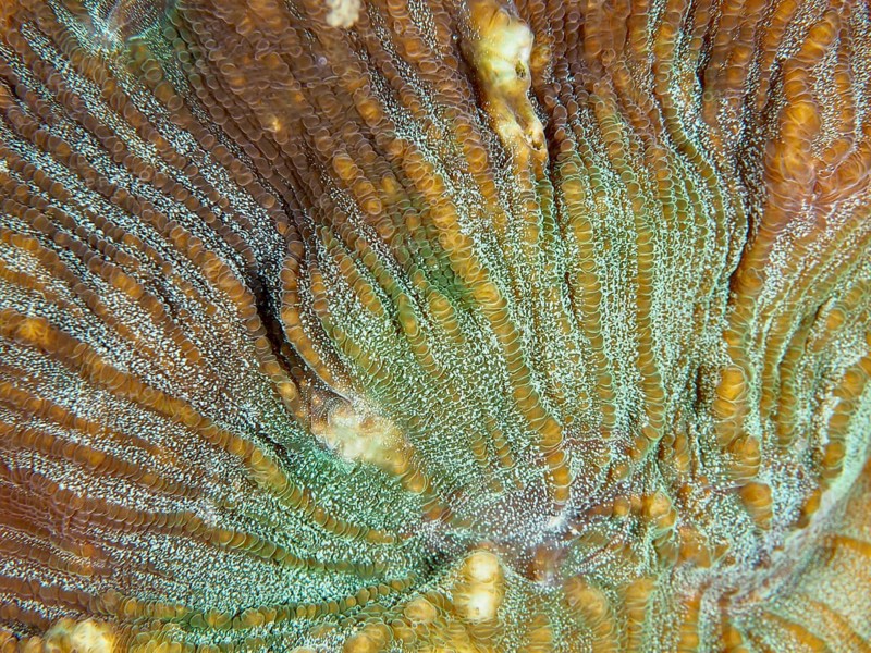 Close-up of the complex patterns of a bulging coral (Open brain coral), stony coral. Dive site Prapat, Penyapangan, Bali, Indonesia