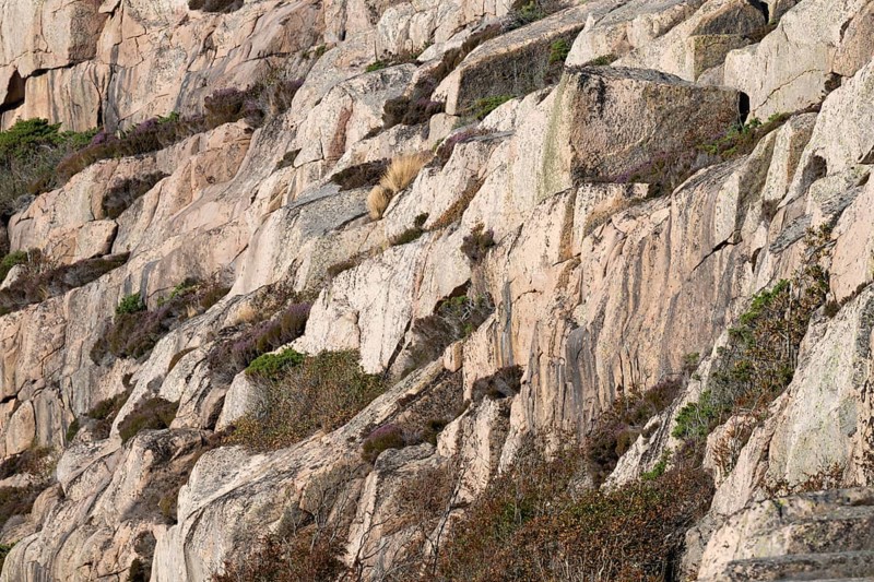 Bohus granite and vegetation, rocky coast, Ramsvik, Naturreservat Ramsviklandet, Bohuslän, Skagerrak, Sotenäs, Västra Götalands län, Sweden