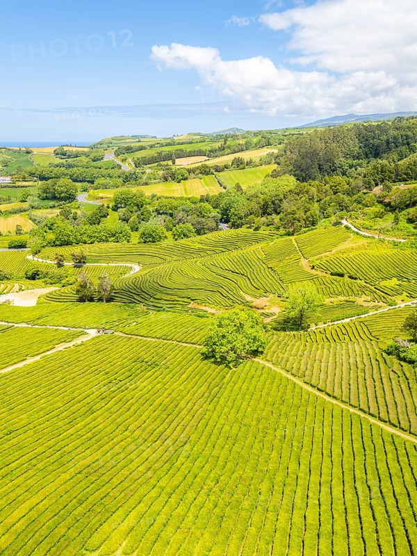 Tea Plantation. Lush Green Terraces. Azores, Sao Miguel Island. Portugal. Aerial Drone Shot