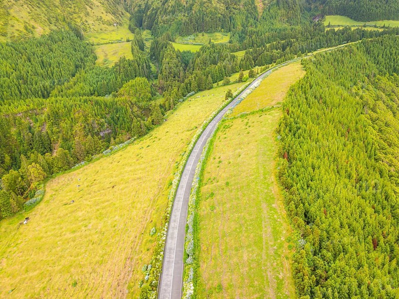 Road with Hydrangeas. Green Fields, Pasturelands, Forest, Hills. Azores, Sao Miguel Island Portugal. Aerial Drone Shot