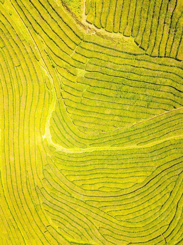 Tea Plantation. Lush Green Terraces on Sunny Day. Azores, Sao Miguel Island. Portugal. Aerial Top-Down Overhead View