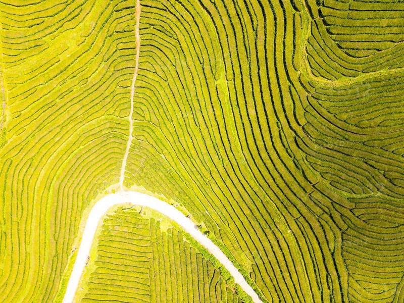 Tea Plantation. Lush Green Terraces. Azores, Sao Miguel Island. Portugal. Aerial Top-Down Overhead View