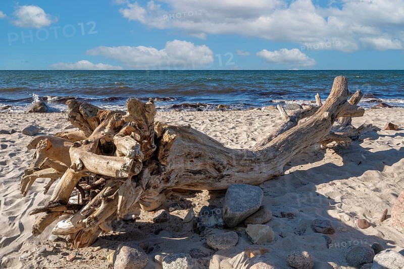 Tree on the beach Teufelsschlucht Rerik Baltic Sea Germany