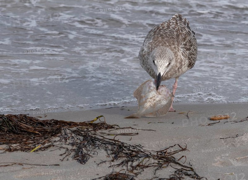 Seagull on the beach with plaice