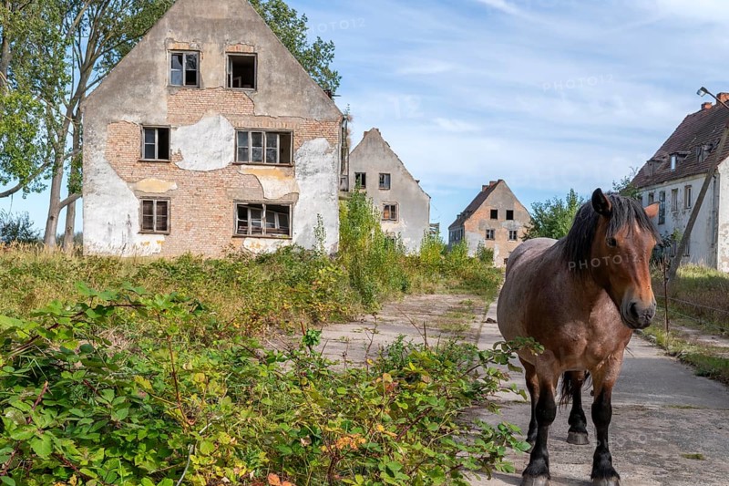 Abandoned military site with horses Wustrow peninsula Baltic Sea Germany