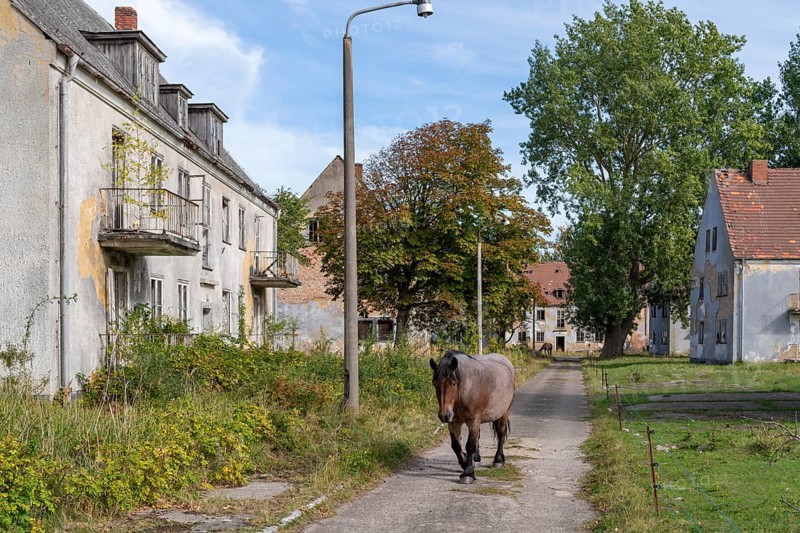 Abandoned military site with horses Wustrow peninsula Baltic Sea Germany
