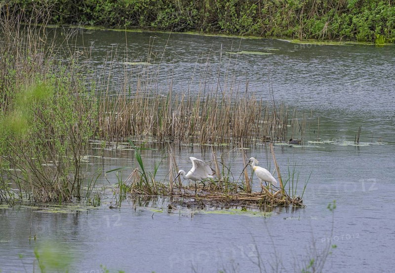 Spoonbill (Platalea leucorodia) in the nature reserve Krapje Dol, Krapje, Sisak-Moslavina County, Croatia