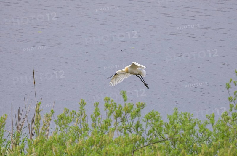 Spoonbill (Platalea leucorodia) in the nature reserve Krapje Dol, Krapje, Sisak-Moslavina County, Croatia
