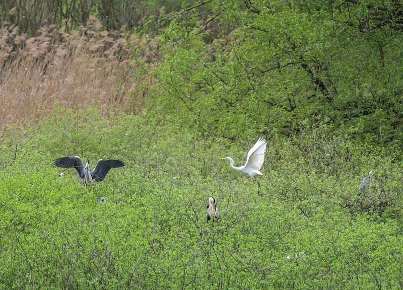 Heron colony in the Krapje Dol nature reserve, Krapje, Sisak-Moslavina County, Croatia