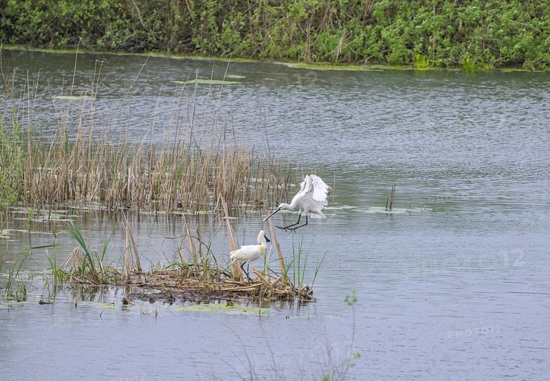 Spoonbill (Platalea leucorodia) in the nature reserve Krapje Dol, Krapje, Sisak-Moslavina County, Croatia