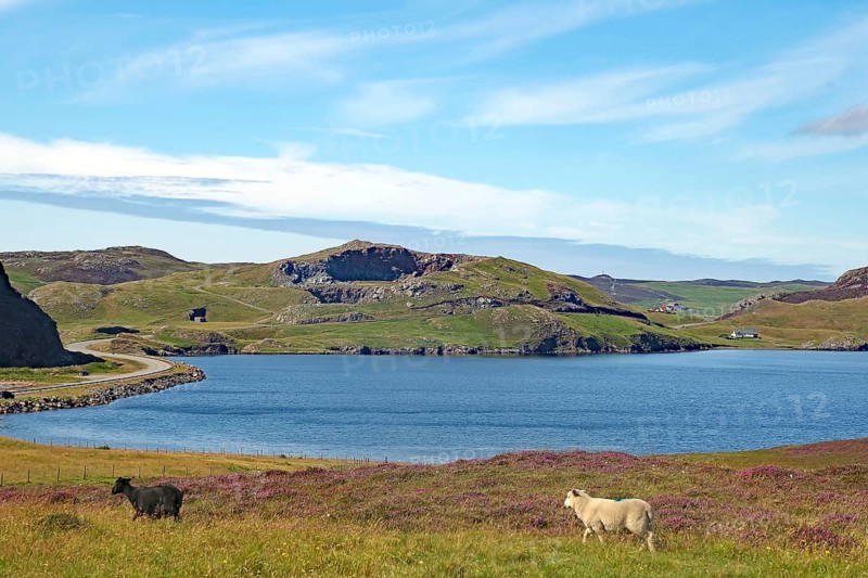 Sheep grazing in a meadow in front of a loch and hills under a blue sky, Eshaness, Shetland Islands, Scotland, United Kingdom