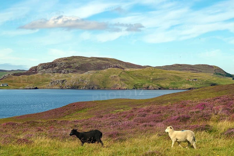 Two sheep running through a rolling landscape of purple flowers beside a loch under a blue sky, Heather Blossom, Eshaness, Shetland Islands, Scotland, United Kingdom