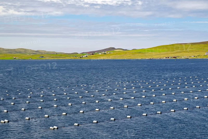 Inlet with numerous buoys under a cloudy sky. Mussel farms, Eshaness, Shetland Islands, Scotland, Great Britain