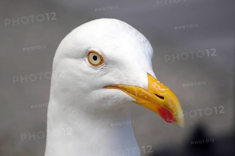 Close-up of a seagull with yellow beak and white plumage, Lerwick, Shetland Islands, Scotland, Great Britain