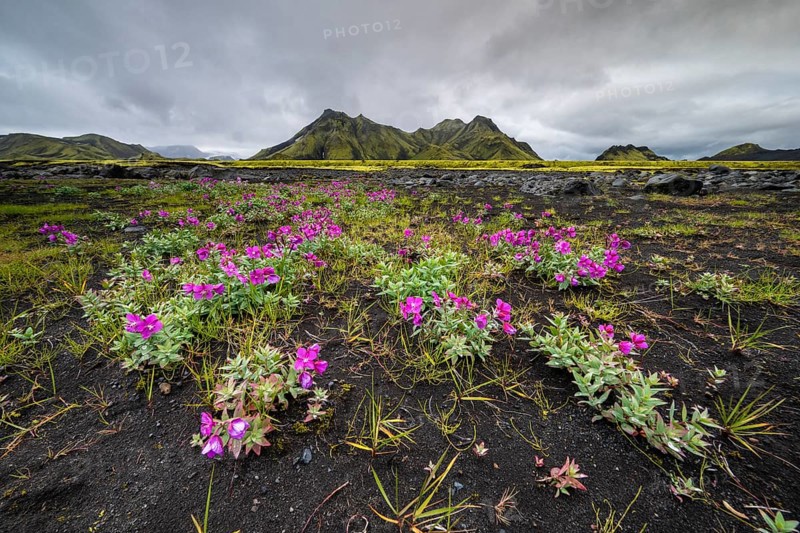 Blossoms in front of a moss-covered mountain in the Icelandic Highlands, Iceland