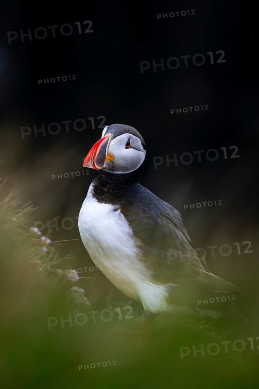 Puffin (Fratercula arctica), Latrabjarg bird cliff, Westfjords, Iceland