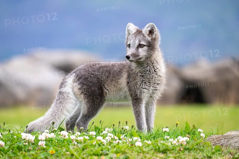 Young Arctic fox (Vulpes lagopus), East Fjords, East Iceland, Iceland