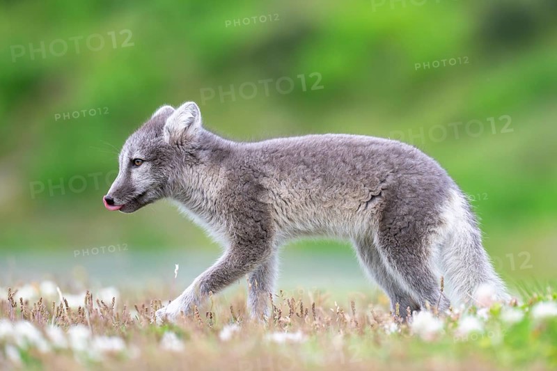 Young Arctic fox (Vulpes lagopus), East Fjords, East Iceland, Iceland