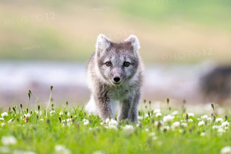 Young Arctic fox (Vulpes lagopus), East Fjords, East Iceland, Iceland