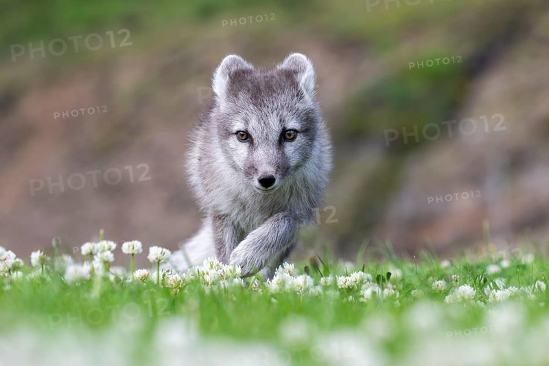 Young Arctic fox (Vulpes lagopus), East Fjords, East Iceland, Iceland