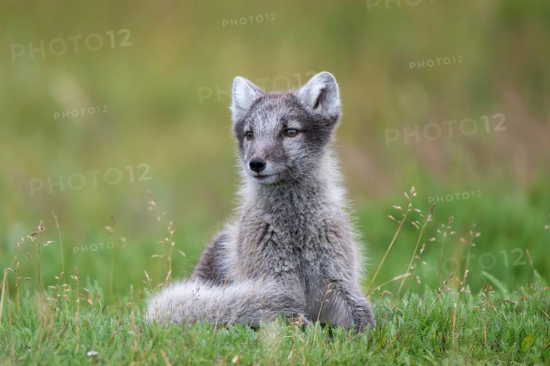 Young Arctic fox (Vulpes lagopus), East Fjords, East Iceland, Iceland