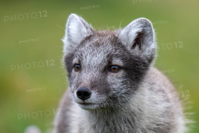 Young Arctic fox (Vulpes lagopus), East Fjords, East Iceland, Iceland