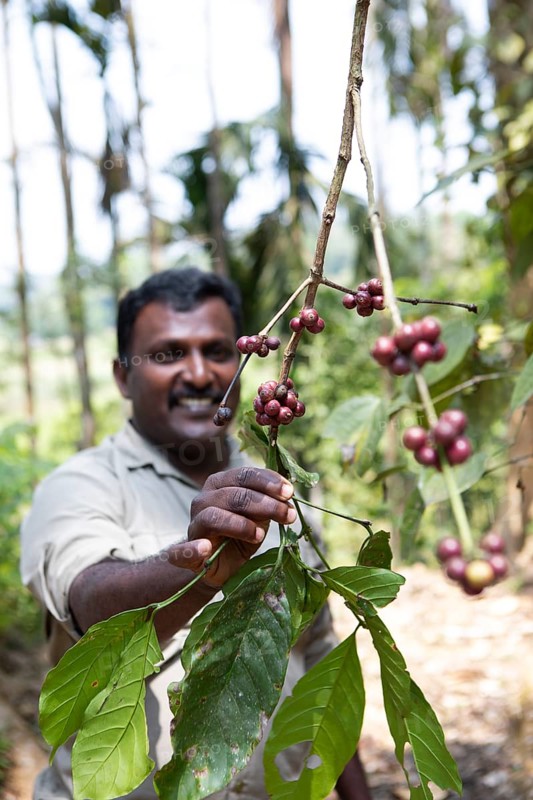 Indian man showing coffee beans on a coffee plantation in Coorg, Karnataka, India