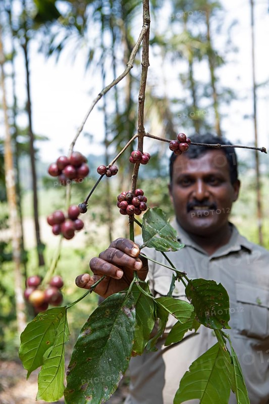 Indian man showing coffee beans on a coffee plantation in Coorg, Karnataka, India