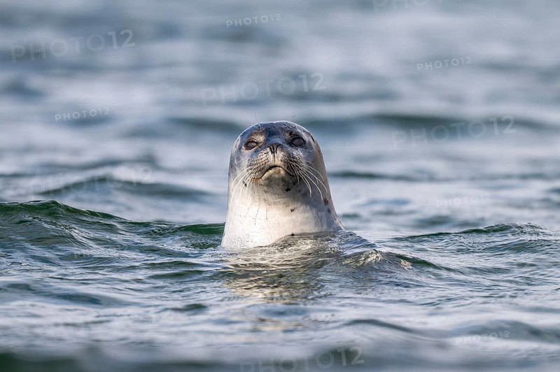 Harbour seal (Phoca vitulina) looking out of the water, Westfjords, West Iceland, Iceland