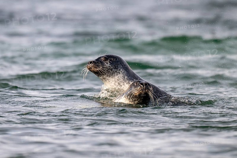 Two playing harbour seals (Phoca vitulina), Westfjords, West Iceland, Iceland