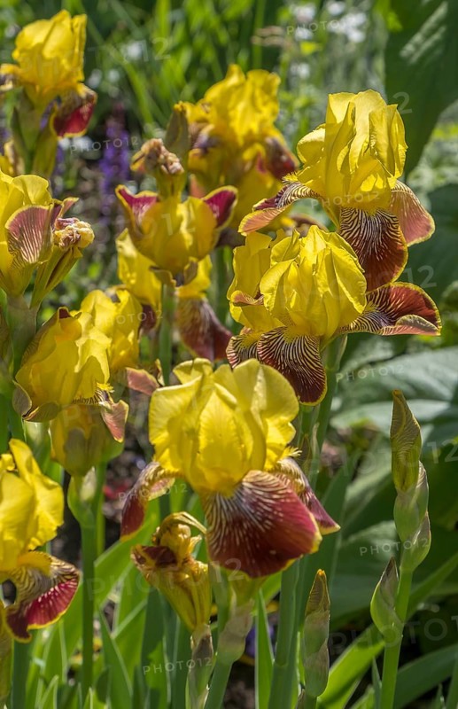 German iris (Iris ×germanica), North Rhine-Westphalia, Germany