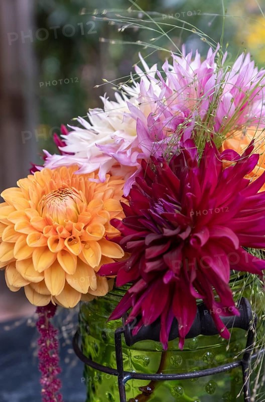 Colourful bouquet of dahlias in a vase with green nature in the background, North Rhine-Westphalia, Germany