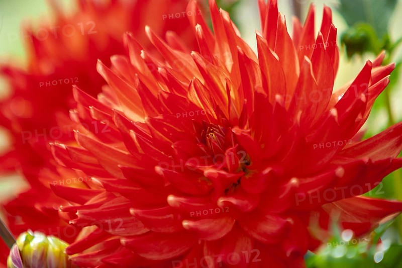 Close-up of a red dahlia flower with bright, pointed petals, Münsterland, North Rhine-Westphalia, Germany