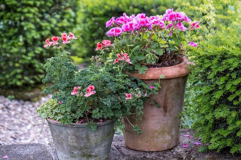 Scented geraniums on a wall, North Rhine-Westphalia, Germany