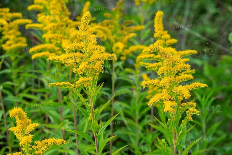 Solidago canadensis (Solidago canadensis), Province of Overijssel, Netherlands