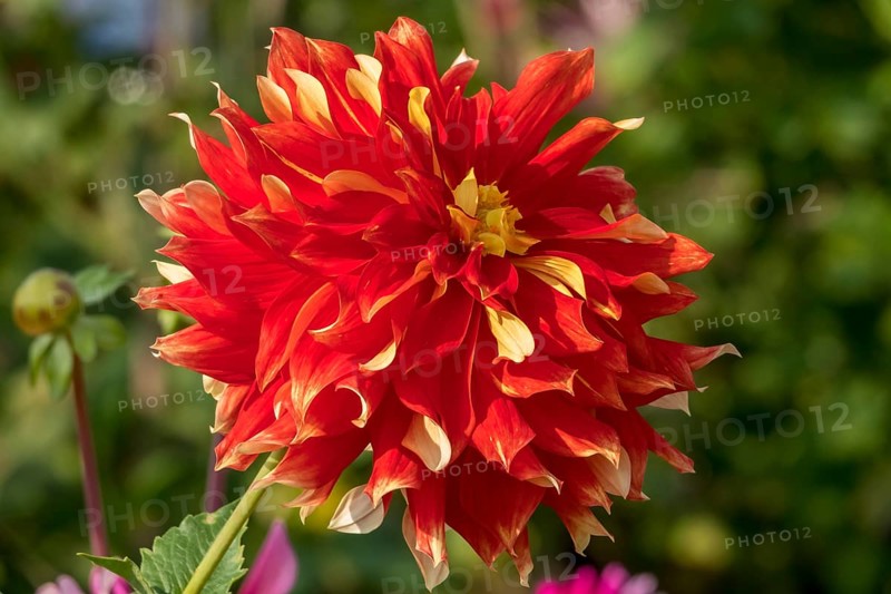 Bright red-yellow dahlia flower upright in the sunlight, Münsterland, North Rhine-Westphalia, Germany