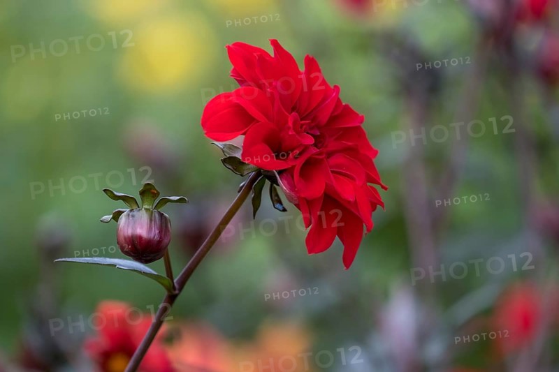 Red dahlia flower with bud in a garden against a blurred background, Münsterland, North Rhine-Westphalia, Germany