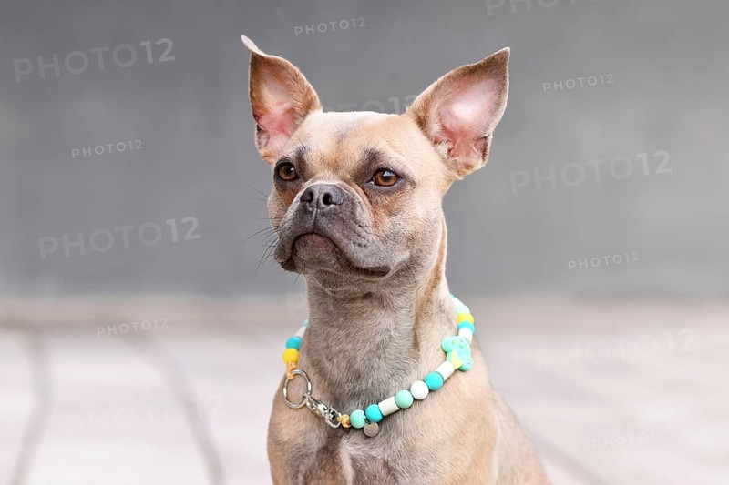 French Bulldog dog with long healthy nose wearing a EM ceramics necklace