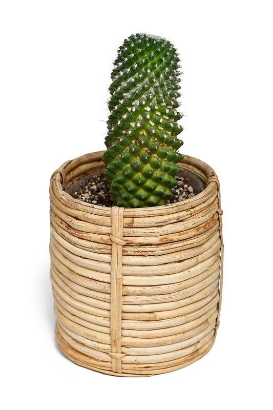 Mammillaria cactus plant in boho style basket flower pot on white background