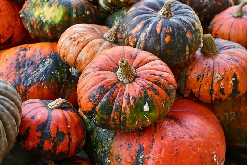 Pile of Zucca Lakota pumpkins at autumn farmers market for seasonal harvest